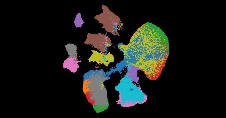 Analysis of individual patient pathway coordination in a cross-species single-cell kidney atlas