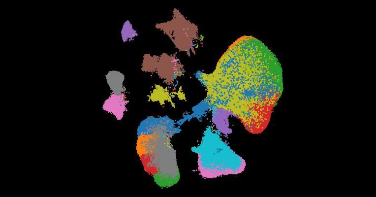 Analysis of individual patient pathway coordination in a cross-species single-cell kidney atlas