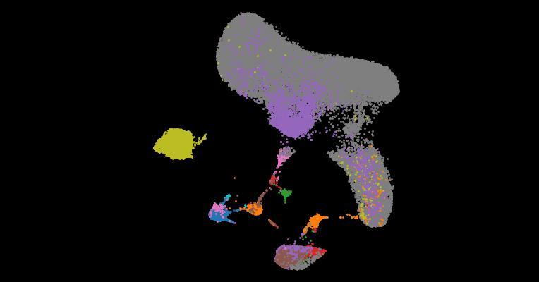 4D marmoset brain map reveals MRI and molecular signatures for onset of multiple sclerosis–like lesions