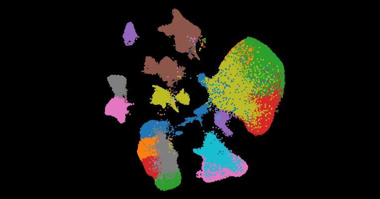 Analysis of individual patient pathway coordination in a cross-species single-cell kidney atlas