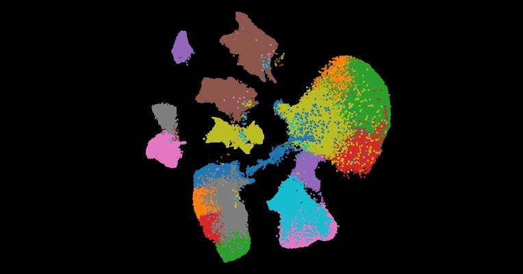 Analysis of individual patient pathway coordination in a cross-species single-cell kidney atlas