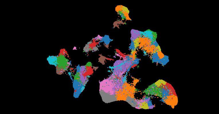 An atlas of healthy and injured cell states and niches in the human kidney