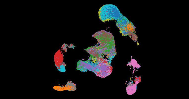 An atlas of healthy and injured cell states and niches in the human kidney