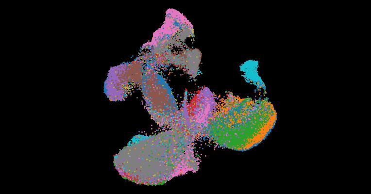 An atlas of healthy and injured cell states and niches in the human kidney